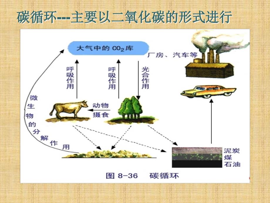 三生态系统中的物质循环_第3页