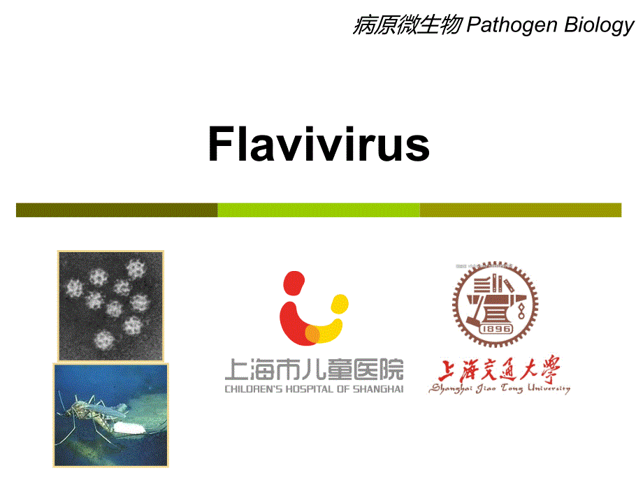 病原微生物学教学课件：16-Flavivirus_第1页