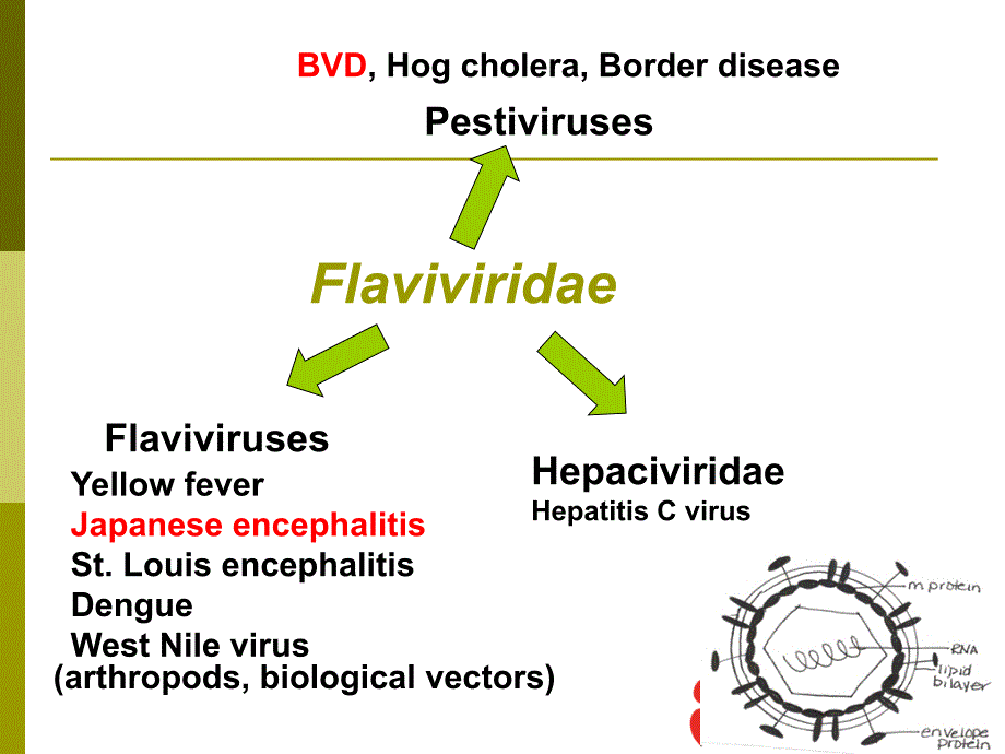 病原微生物学教学课件：16-Flavivirus_第2页