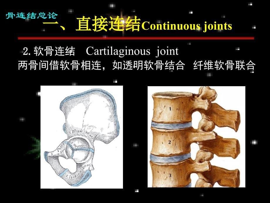 系统解剖学资料3系解之关节学_第5页