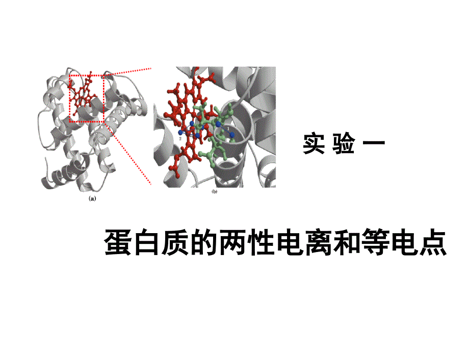 实验1蛋白质的两性电离和等电点_第1页