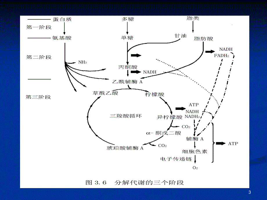 5微生物的代谢重点_第3页