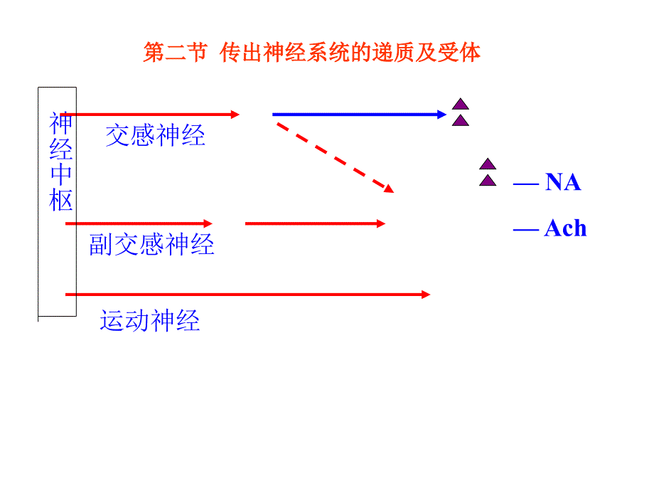 最新：5传出神经系统药物精选文档文档资料_第2页