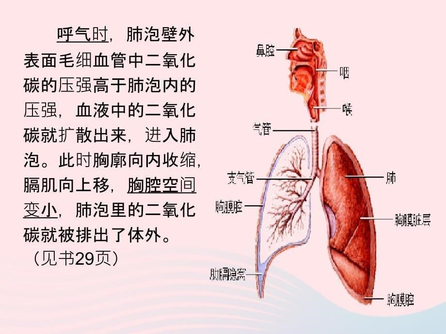 最新六年级科学下册第二单元奇妙的人体第6课呼吸与交换课件3冀教版冀教版小学六年级下册自然科学课件_第5页