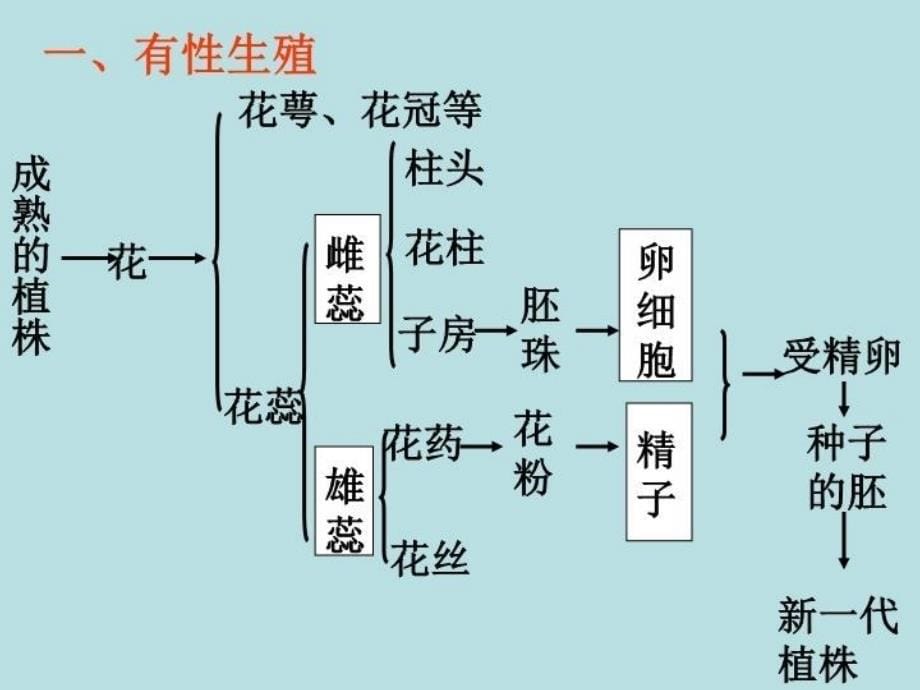 《植物的生殖课件》复习进程_第5页