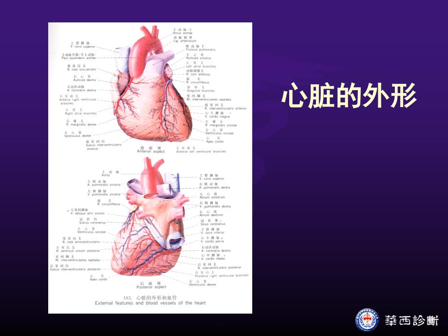 超声心动图正常ppt_第4页