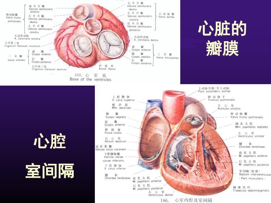 超声心动图正常ppt_第5页