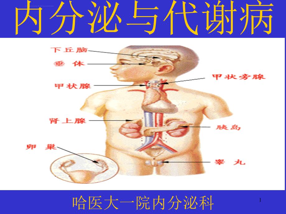 内分泌科总论ppt课件_第1页