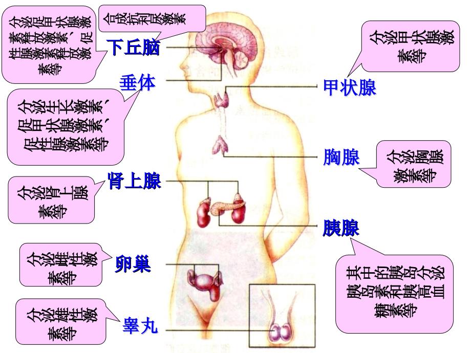 通过激素的调节课件11_第4页