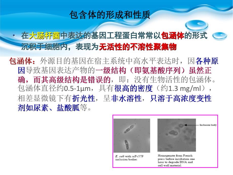 重组蛋白包涵体表达的复性和纯化_第3页