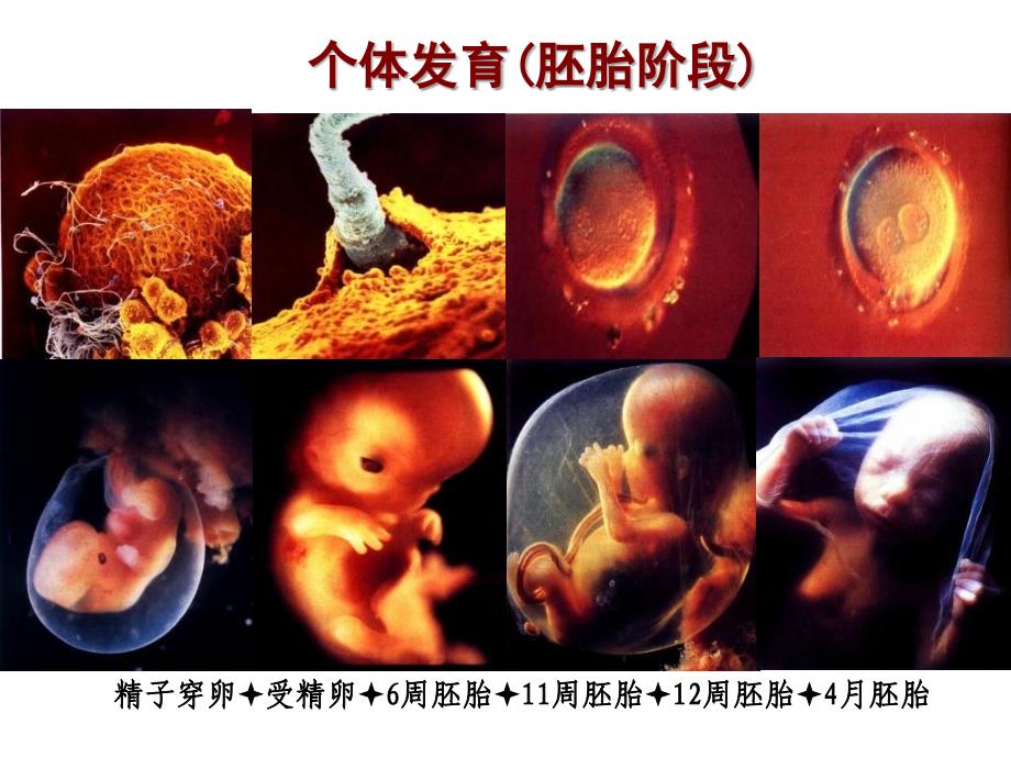 儿童生长发育与健康评估_第3页