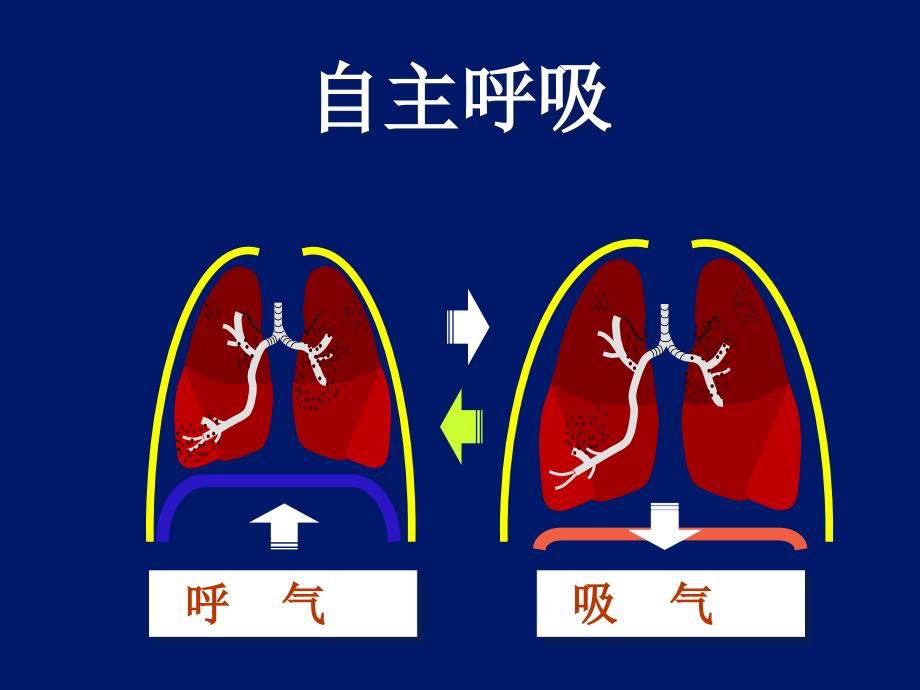 呼吸力学与呼吸机波形及其临床意义_第3页