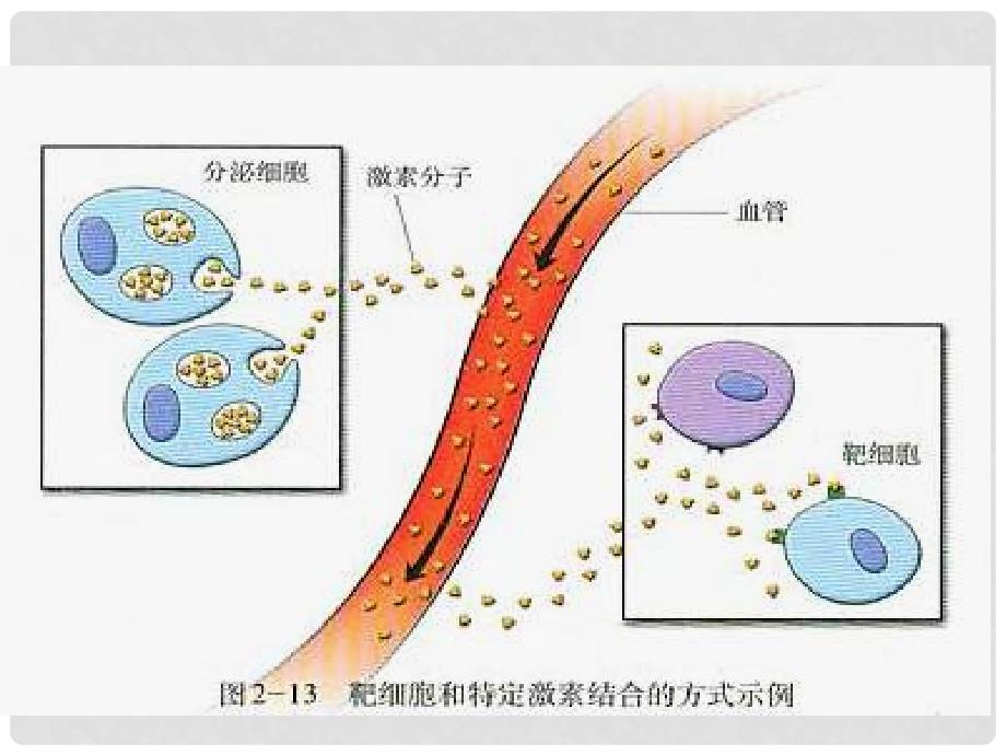 高中生物：2.3《神经调节与体液调节的关系》课件（6）（新人教版必修3）_第4页