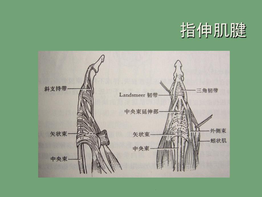 支具在锤状指康复中的应用_第4页