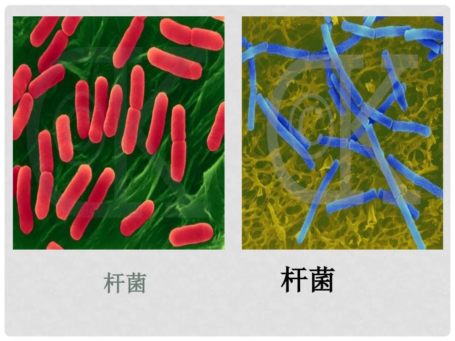 七年级科学下册 1.6 细菌和真菌的繁殖课件 浙教版_第3页