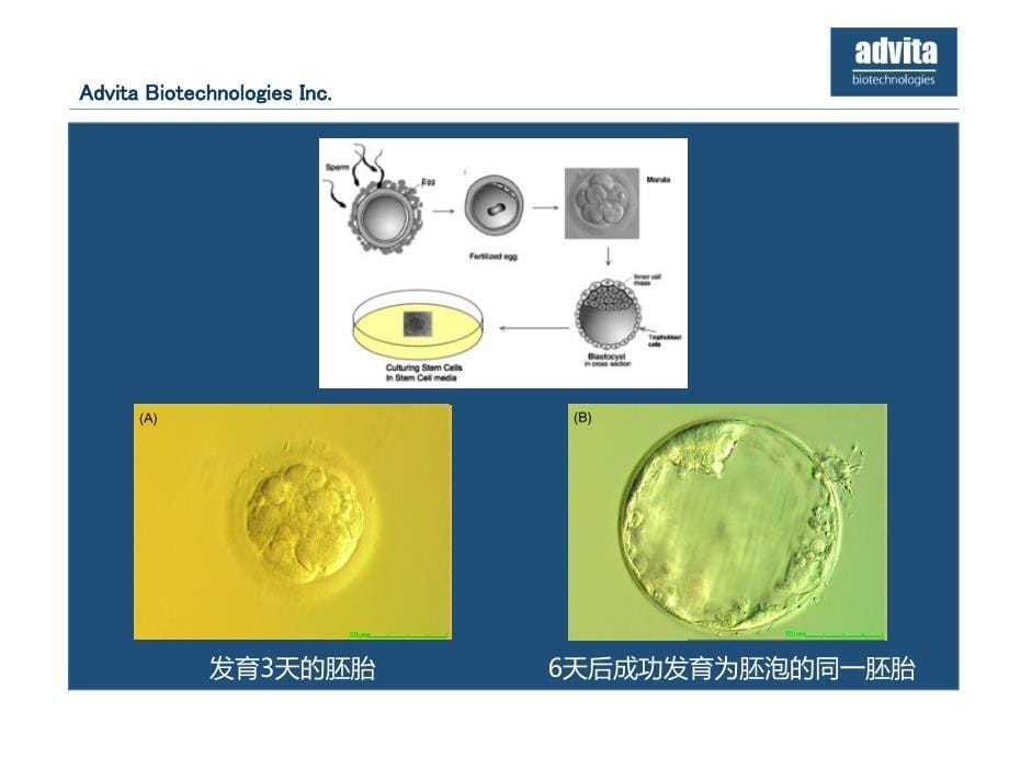 干细胞在再生医学和化妆品中的应用_第5页