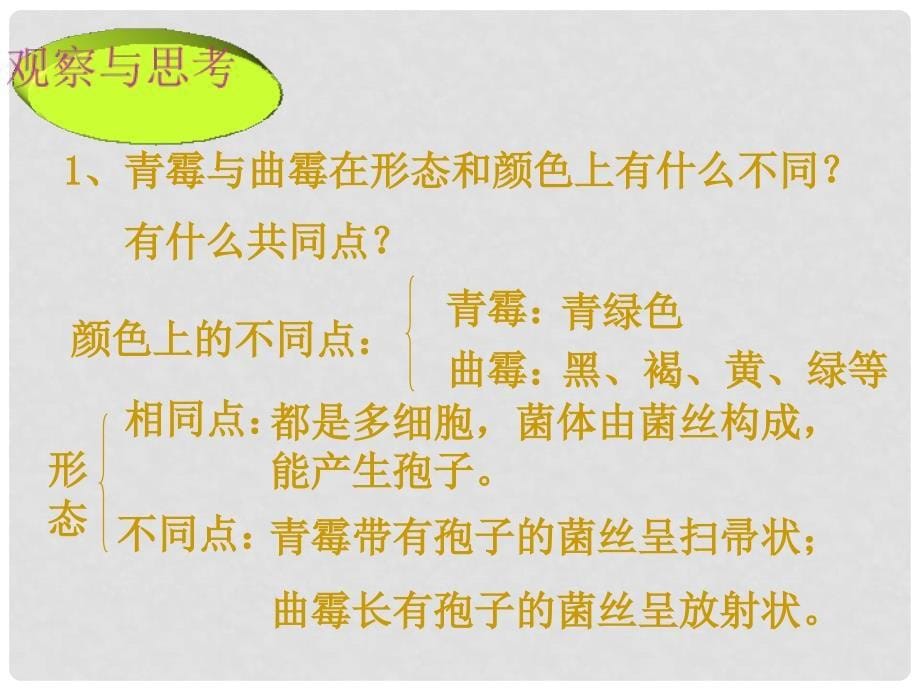 湖北省武汉市八年级生物上册《5.4.3真菌》课件 新人教版_第5页