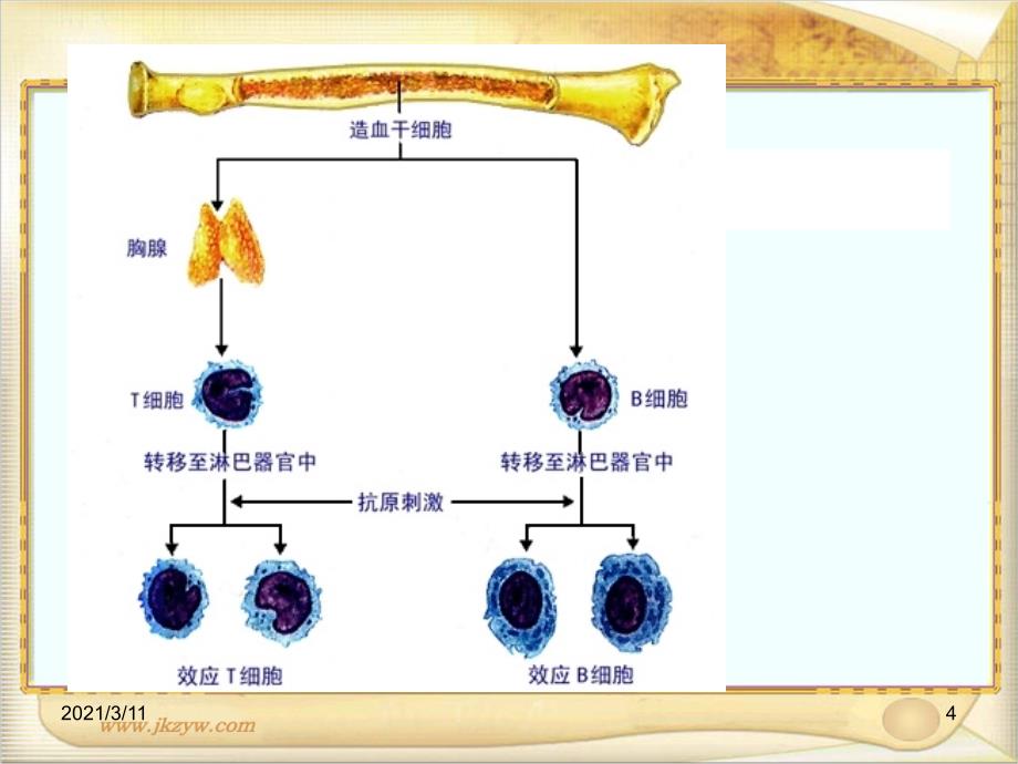 高二生物必修3-免疫调节.PPT_第4页