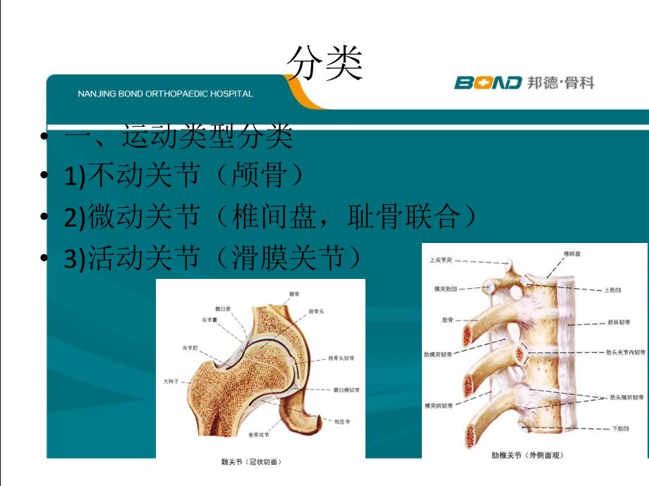 关节基本知识PPT课件_第3页