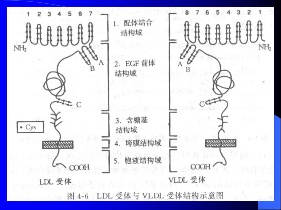 血浆脂蛋白及其代谢紊乱_第4页