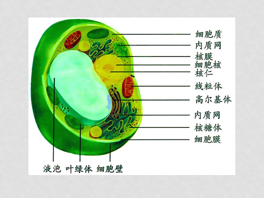 高中生物细胞质 课件 浙科版 必修1_第2页