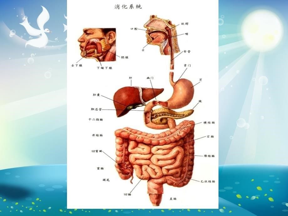 消化系统常见症状体征护理ppt课件_第5页