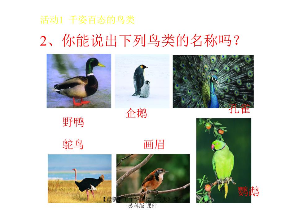 最新七年级生物鸟类课件苏科版课件_第3页