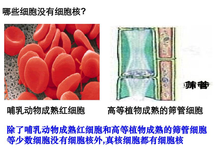 细胞核---系统的控制中心_第3页