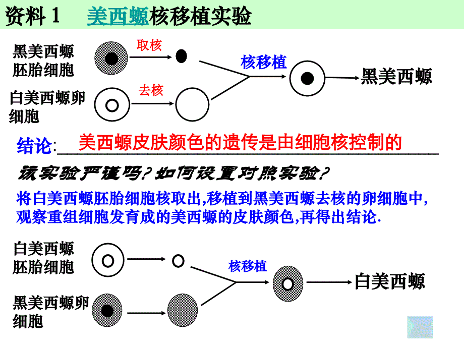 细胞核---系统的控制中心_第4页