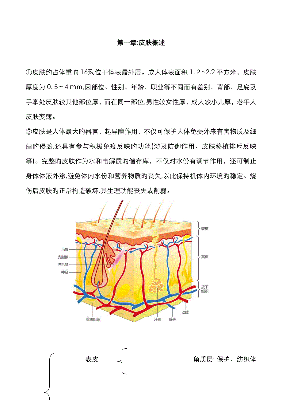 皮肤管理基础知识_第1页