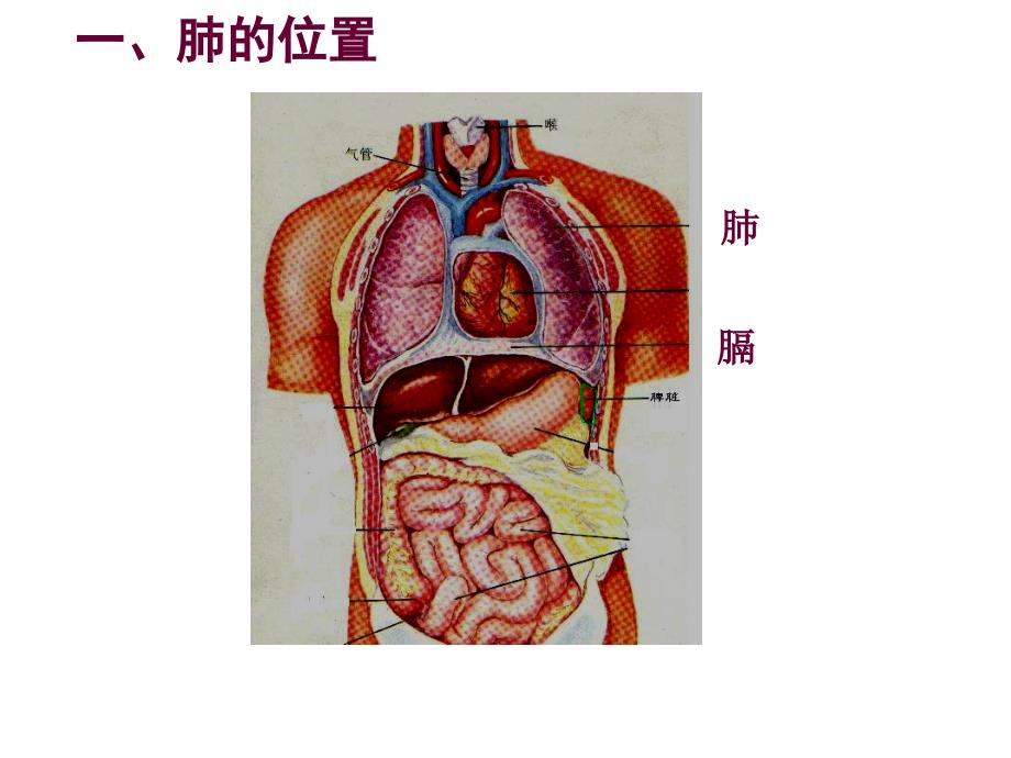 发生在肺内的气体交换_第2页