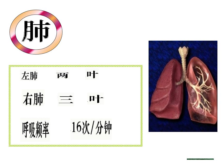 发生在肺内的气体交换_第3页