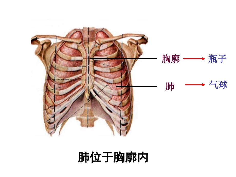 发生在肺内的气体交换_第4页