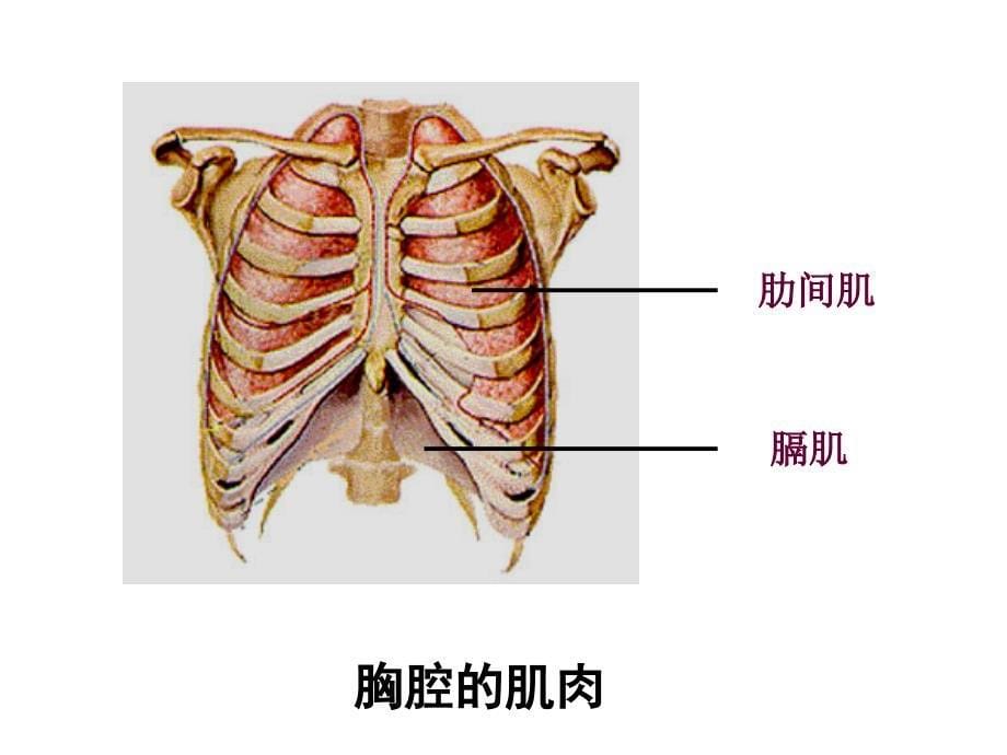 发生在肺内的气体交换_第5页