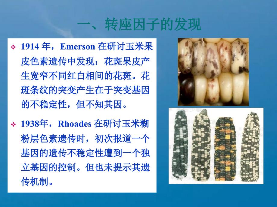 第九章转座因子的遗传分析ppt课件_第4页