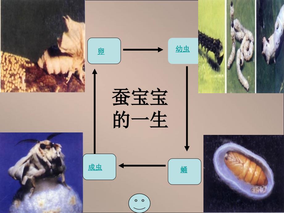 家蚕的生殖和发育_第3页