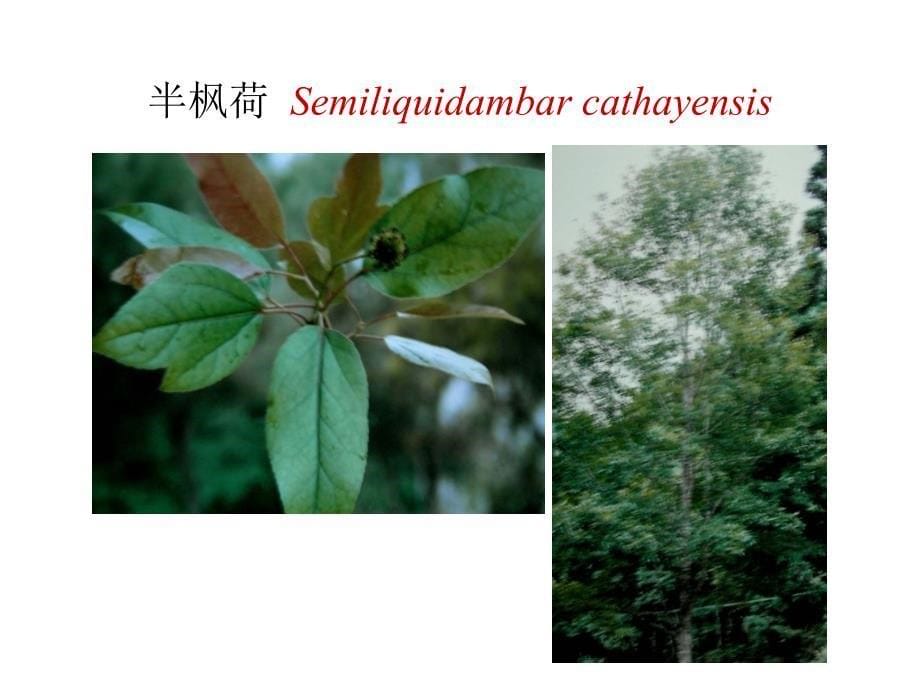 植物学教学课件：金缕梅目Hamamelidales_第5页