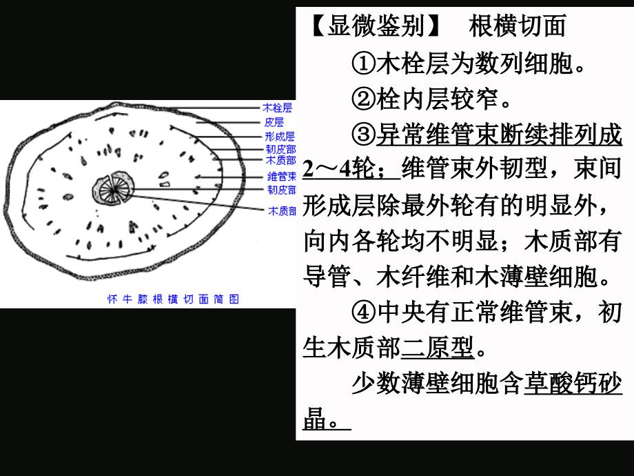 第二节根及根茎类生药二_第4页