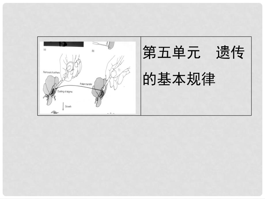 高考生物第一轮复习用书 第五单元 第一课时孟德尔的豌豆杂交实验(一)课件 新人教版_第1页