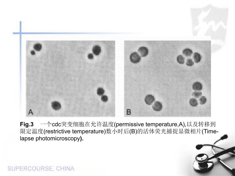 酵母与癌症PPT课件_第3页