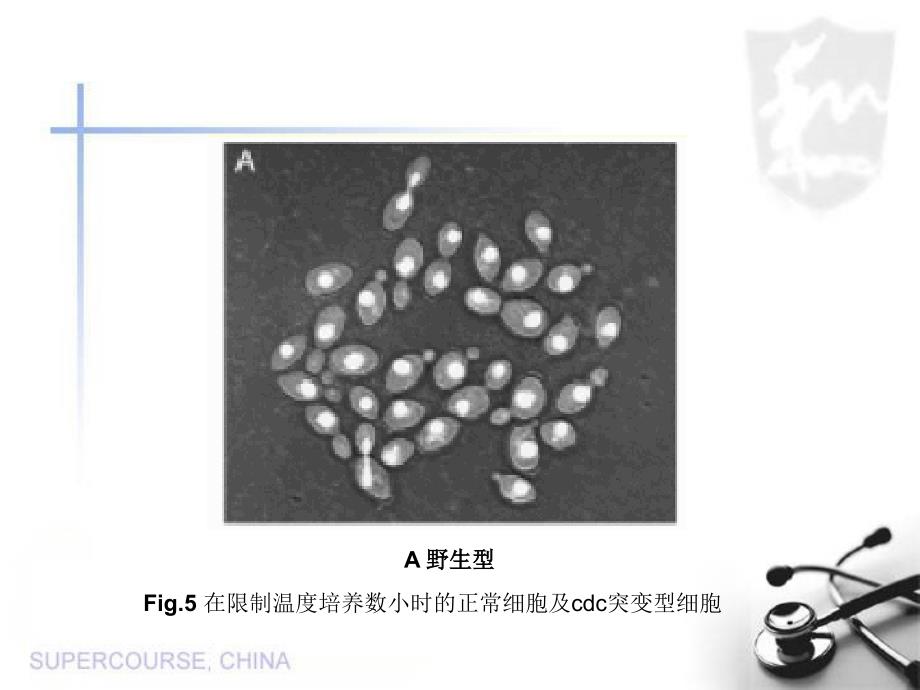 酵母与癌症PPT课件_第4页