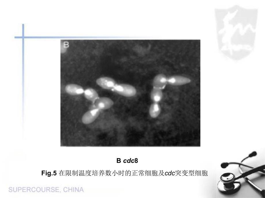 酵母与癌症PPT课件_第5页