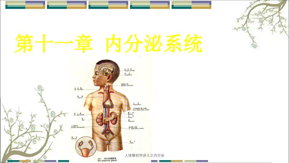 人体解剖学讲义之内分泌_第1页