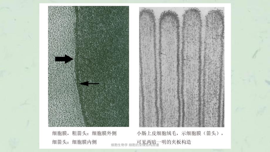 细胞生物学细胞的亚微结构图谱课件_第2页