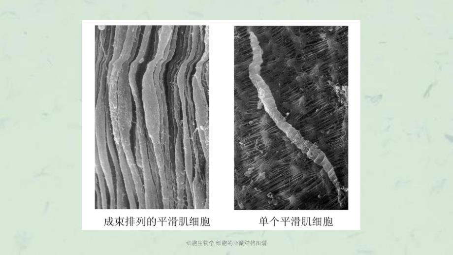 细胞生物学细胞的亚微结构图谱课件_第3页