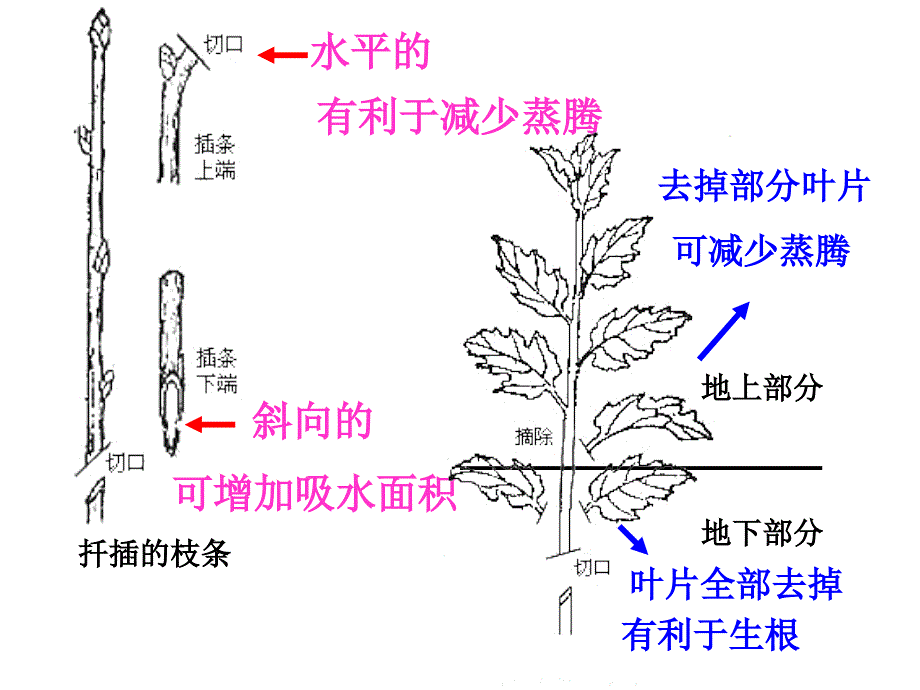 八年级下册生物复习课件教学资料_第4页