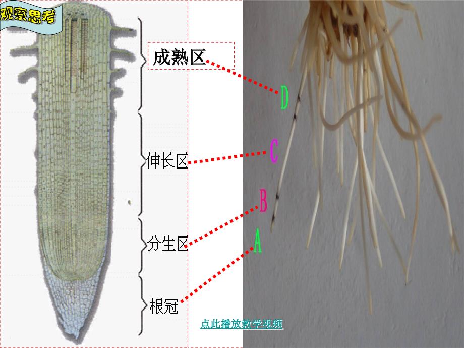 第二节植株的生长_第2页