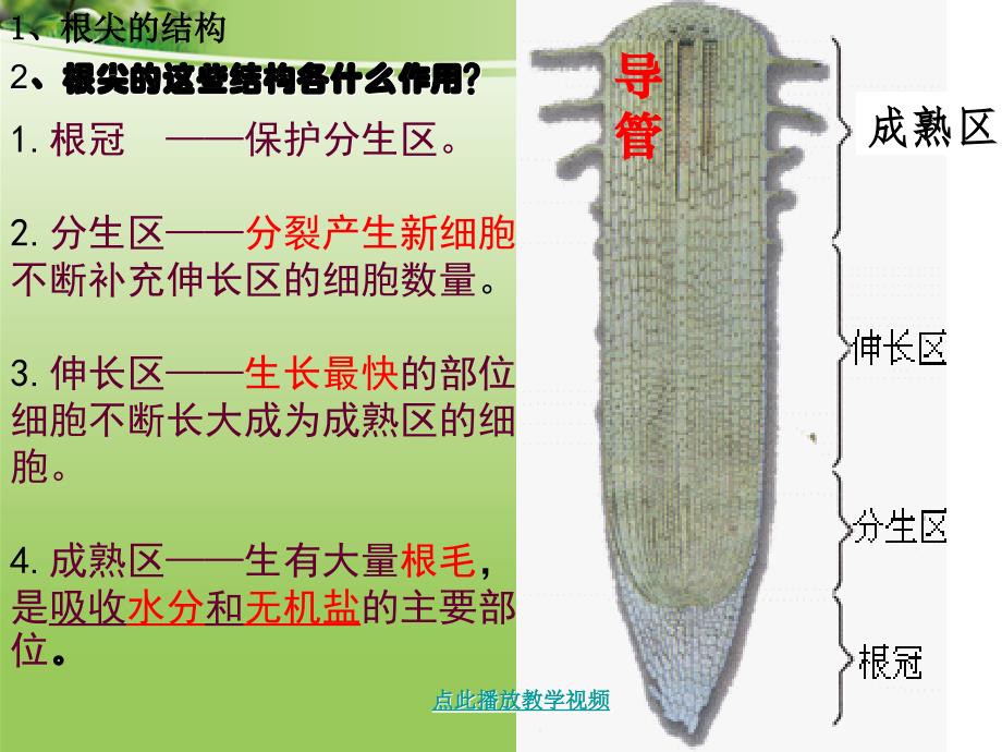 第二节植株的生长_第3页