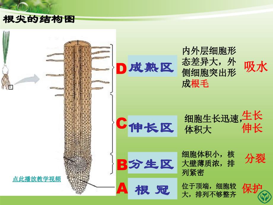 第二节植株的生长_第4页