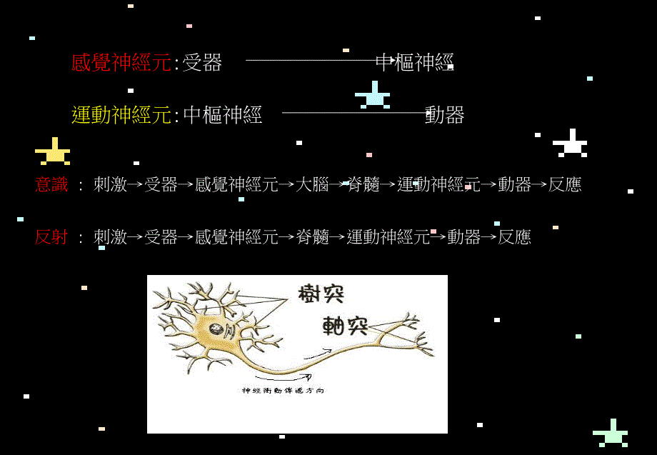 医学课件神经系统与动物行为_第4页